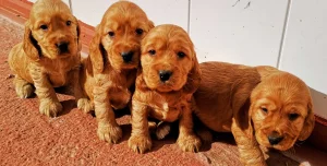 4 Cockers cachorros
