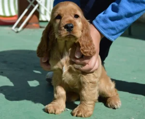 Cocker sujetado por su dueño